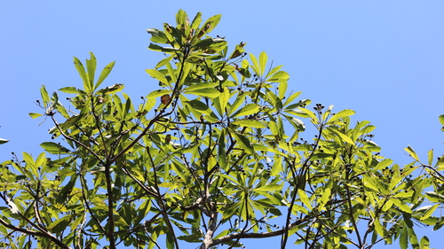 Image of Elaeocarpus decipiens by (c) 胡正恆(Jackson Hu), some rights reserved (CC BY)