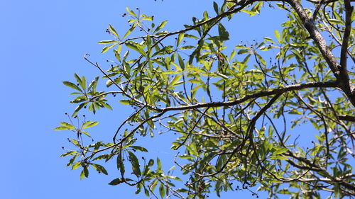 Image of Elaeocarpus decipiens by (c) 胡正恆(Jackson Hu), some rights reserved (CC BY)