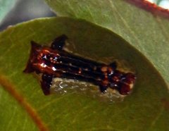 Lactura erythractis