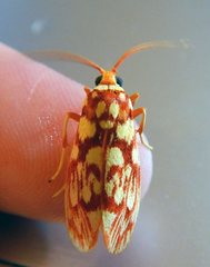 Lactura erythractis