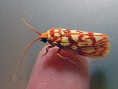 Lactura erythractis