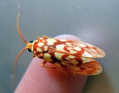 Lactura erythractis