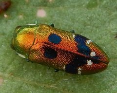 Neospades cupriferus