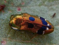 Neospades cupriferus