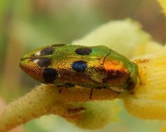 Neospades cupriferus