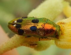 Neospades cupriferus