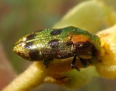 Neospades cupriferus