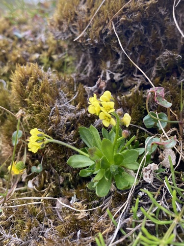 Draba alpina, photograph 3