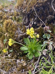 Draba alpina, photograph (c) Ingvild Riska, some rights reserved (CC BY)