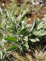 Psephellus sibiricus