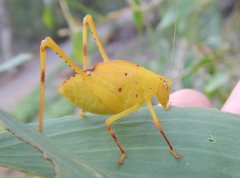 Caedicia pictipes