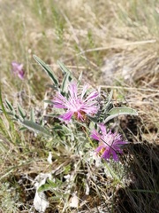 Psephellus sibiricus