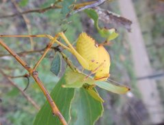Caedicia pictipes