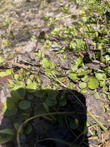 Foto de Gaultheria humifusa