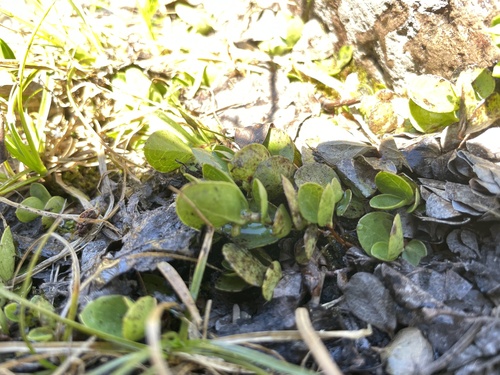 Foto de Gaultheria humifusa
