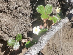 Fragaria chiloensis
