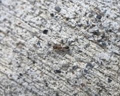 Cardiocondyla mauritanica