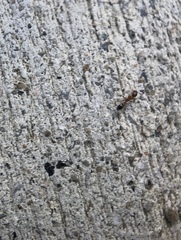 Cardiocondyla mauritanica