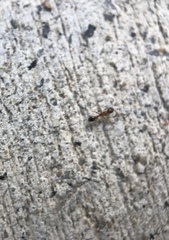Cardiocondyla mauritanica
