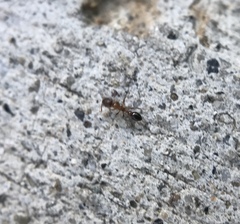 Cardiocondyla mauritanica