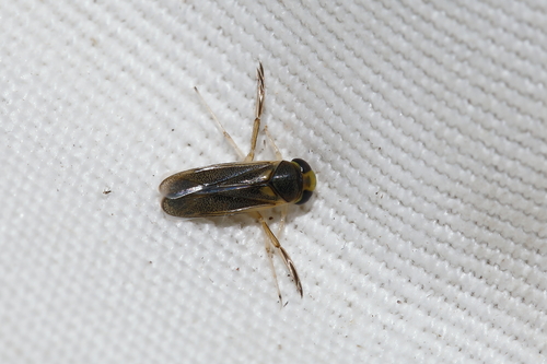 Cymatia rogenhoferi