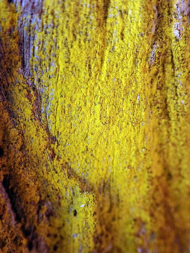 Representative image of Chrysotrichaceae