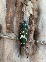 Eterusia aedea formosana