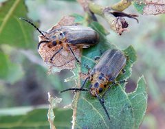 Poneridia semipullata