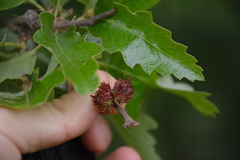 Pseudoneuroterus saliens