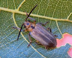 Poneridia semipullata