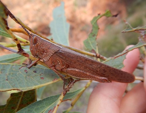 Goniaea furcifera