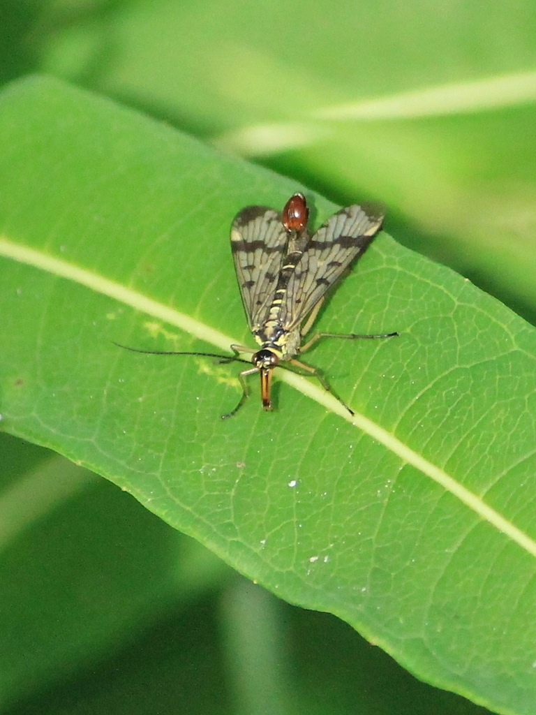 Common scorpionfly (Panorpa communis)