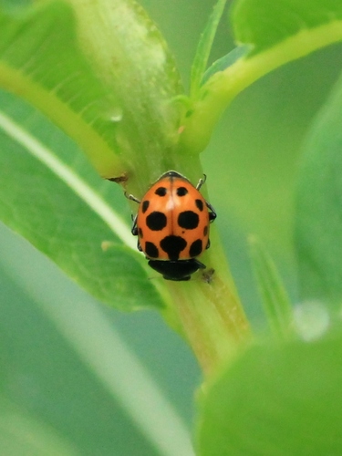 Notated Lady Beetle, Oulu, Suomi, photo 7 of 10