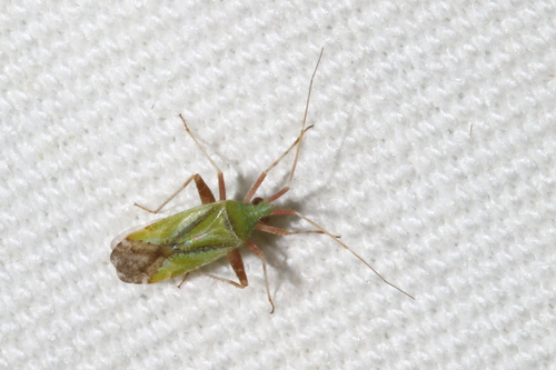 Phytocoris citrinus