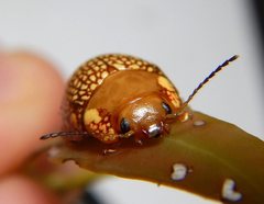 Paropsis ornata