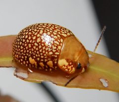 Paropsis ornata