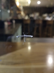 Anstenoptilia