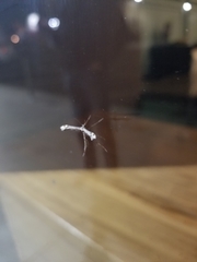 Anstenoptilia