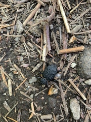 Cychrus tuberculatus