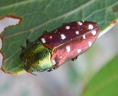 Diphucrania leucosticta