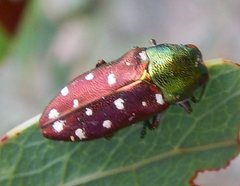 Diphucrania leucosticta