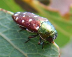 Diphucrania leucosticta