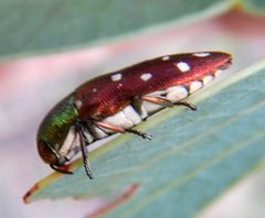 Diphucrania leucosticta