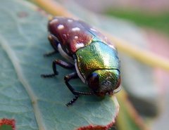 Diphucrania leucosticta