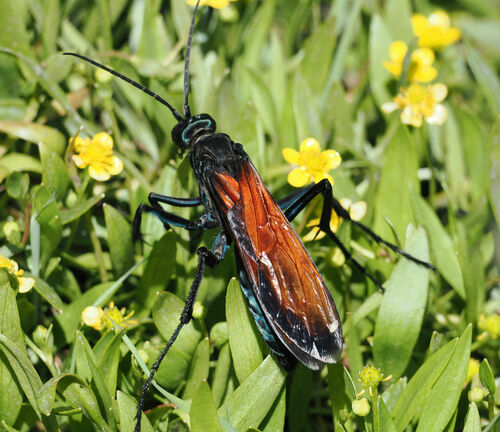 Tarantula hawk photo 5