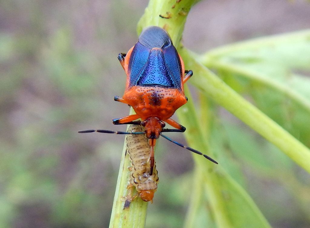 Jalloides opulentus