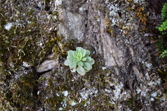 Sedum cepaea