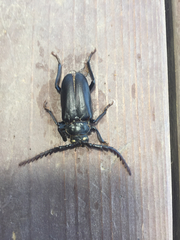 Prionus besikanus