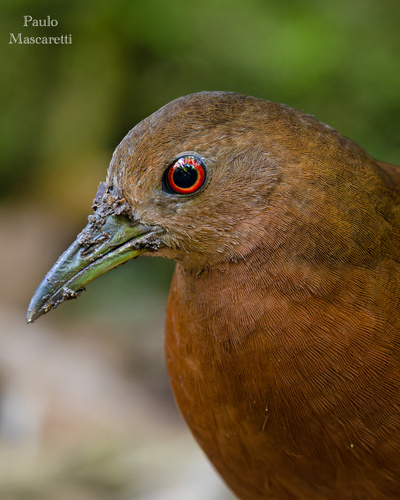 Uniform Crake (Amaurolimnas concolor), photo 4