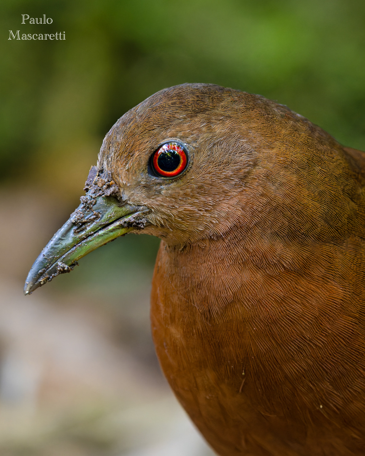 Uniform Crake (Amaurolimnas concolor), photo 4